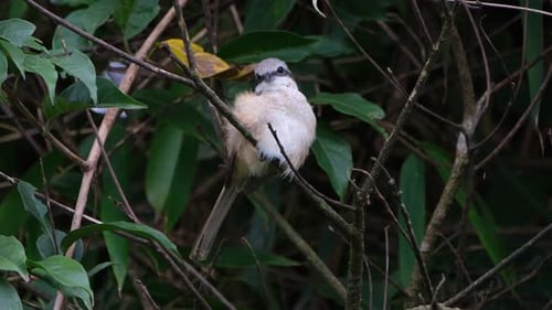 Seen from its front side facing to the left then towards the camera, scratches its left side, jumps