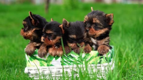 Four Yorkshire Terrier Puppies Sitting in a white wicker basket on Green Grass