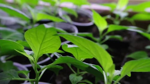 Chilli pepper seedlings, pre-growing in pots, green plants,