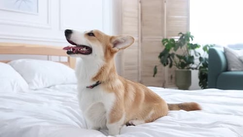 Pet friendly hotel. Cute dog sitting on bed indoors, camera moving forward