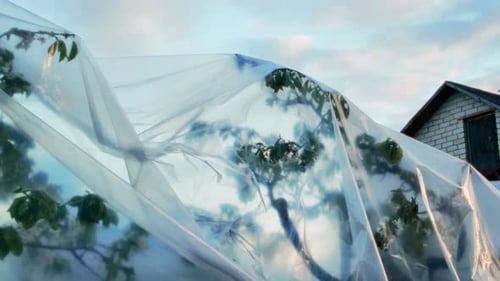 Plastic-covered tree with house background
