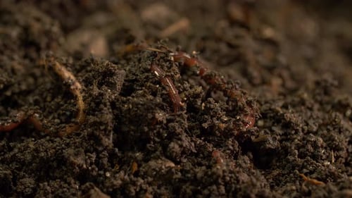 Earthworms in Compost From Worm Farm Macro View