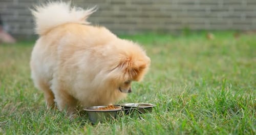 Happy Little Cute Fluffy Pedigree Pomeranian Dog Eating Food From a Bowl Outdoor at Park on a Grass