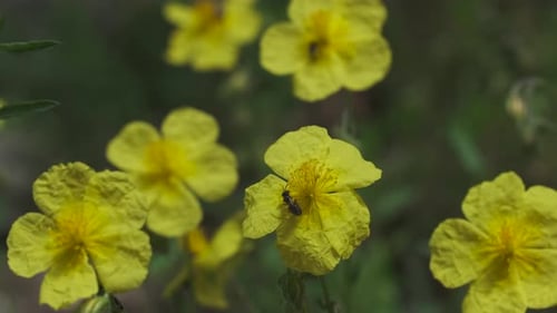 Ant Crawling on Bright Yellow Flower in Field