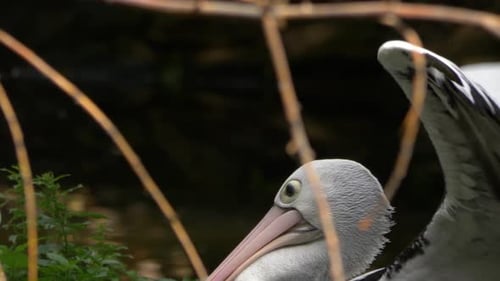 Long CloseUp of Large Australian Pelican stretching and flapping wings