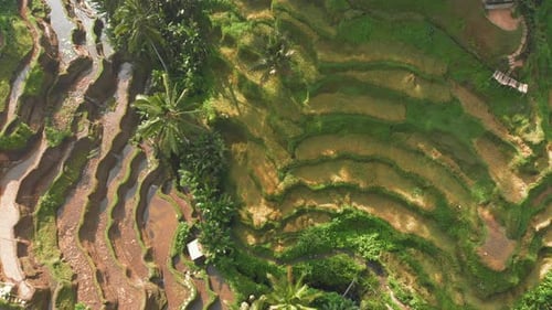 Paddy fields in Indonesia Bali