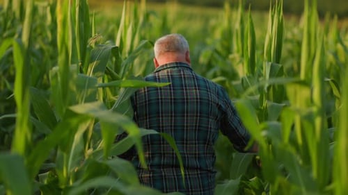 Adult Walks Through Tall Green Cornfield