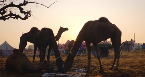 Pushkar Mela Camel Fair Festival in Field Eating Chewing at Sunset Pushkar Rajasthan India