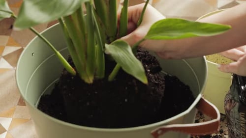A Young Gardener Hostess Transplants Flower Pots and Works with the Soil Concept of Planting and