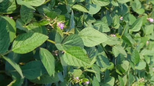 Green Soybean Plant Field Organic Farming Agriculture Lifestyle Plantation Business Farm Concept