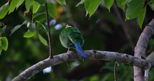 Nistzeit des Langschwanz-Breitschnabels Psarisomus dalhousiae.
