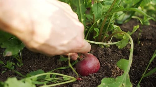Farmer's Weathered Hand Harvesting Crisp Bright Red Radish From Rich Garden Soil Lush Green Foliage