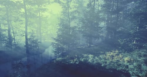 Misty Forest Landscape with Soft Sunlight Filtering Through Trees at Dawn