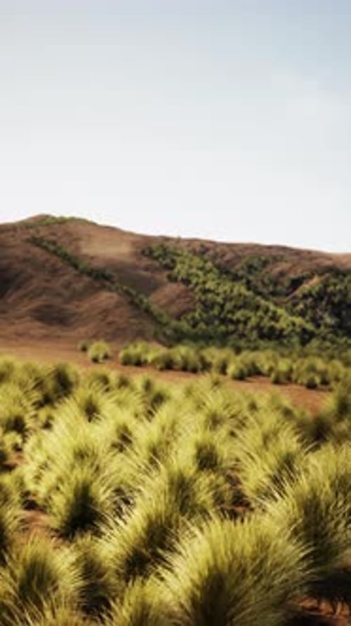 Rolling Hills and Grass Field
