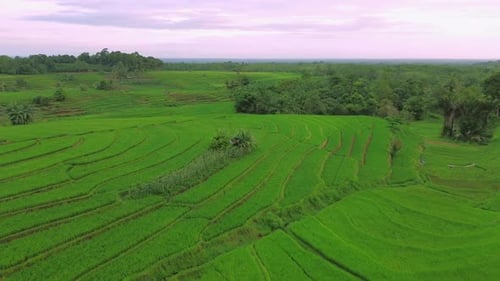 Beautiful morning view indonesia Panorama Landscape paddy fields with beauty color and sky