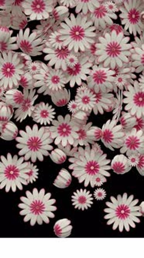 Floral Petal Bloom Transition with Alpha Channel (4K)