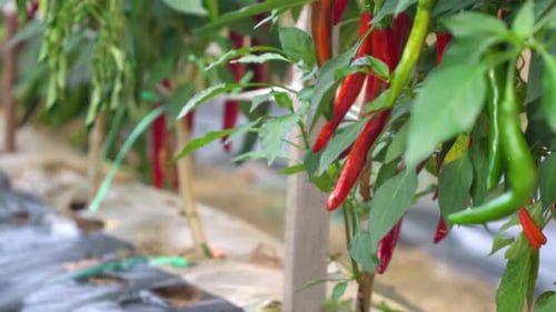 Piments rouges et verts accrochés aux buissons du champ du jardin au coucher du soleil