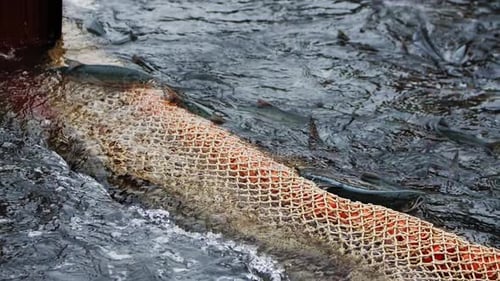 Fangen von Fischen in Netzen Fishing Trade's Heart in Zeitlupennetz gefüllt mit gefangenem Fisch verspricht Kulinarik