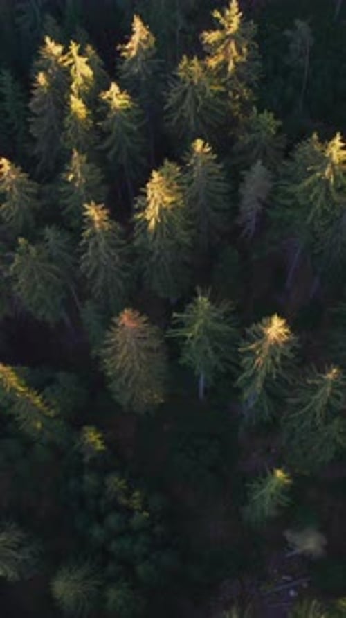 Drone view flying over a lush green pine forest with treetops illuminated by the warm evening sun