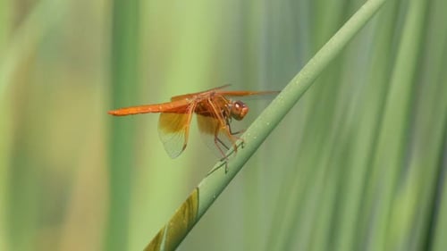 Flame Skimmer Dragonfly Close Up