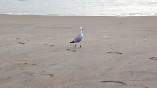 Seagull Walking Calmly on a Sandy Beach