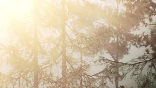 Luminous Sunbeams Filtering Through Pine Branches