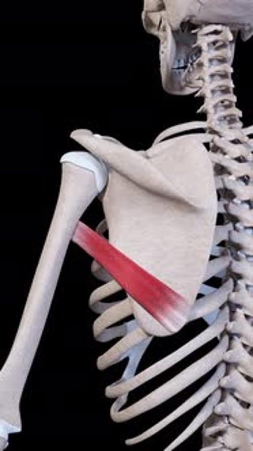 Teres Major Muscle Movement Vertical Video