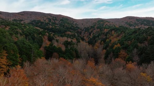 Green And Orange Colors Of The Forest In Autumn