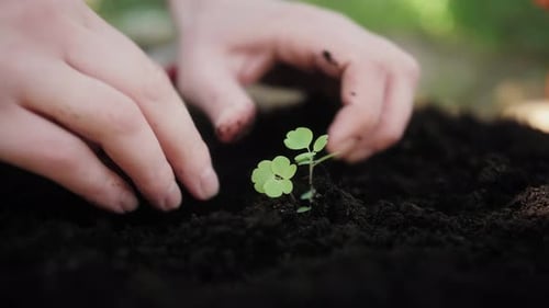 Hands Plant Seedling in the Nursery for Forest or Food Production Plant Production Nursery Planting