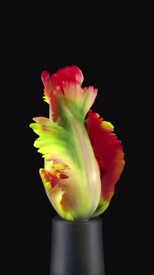 Timelapse of Colorful Tulip Flower Blooming on Black Background
