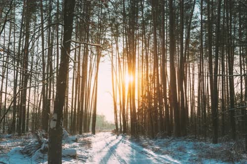 5K Vivid Beautiful Sunrise Sun Sunshine In Sunny Winter Forest