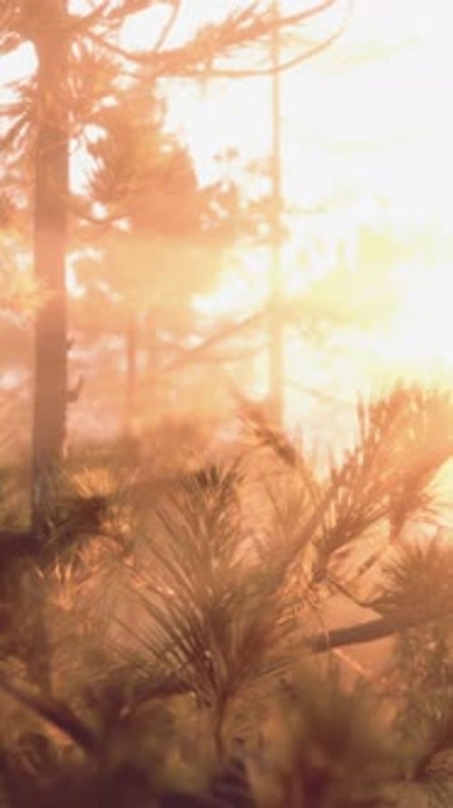 Sunset or Dawn in a Pine Forest in Spring or Early Summer