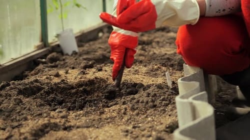 Women's Hands in Red Gloves Dig a Hole to Plant Seedlings