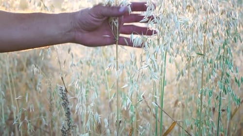 Oat Field Farmer Check Ripe Oat Ears at Sunset Scenic Summer Landscape Oat Avena Sativa Organic
