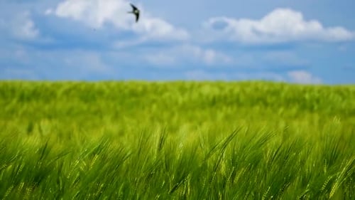 Green agricultural field. Barley green field. Blue sky above. Video panorama on sunny green crop.