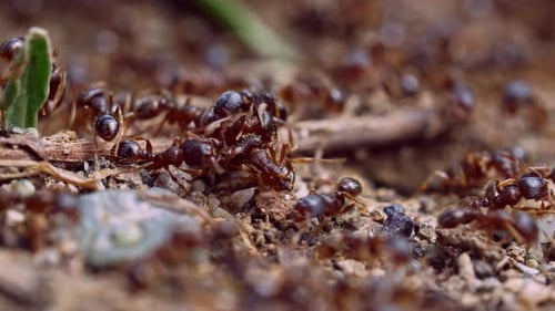 Ants Near The Nest