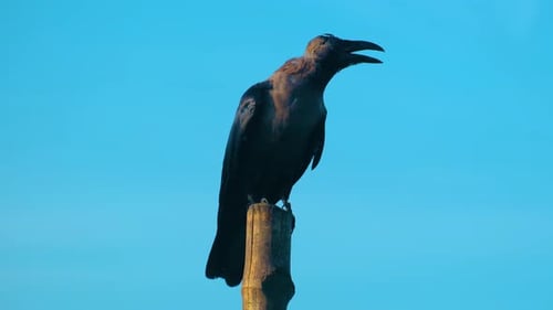 Crow Perches on Tree Trunk against Blue Sky
