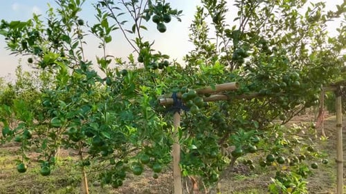orange trees bear abundant fruit