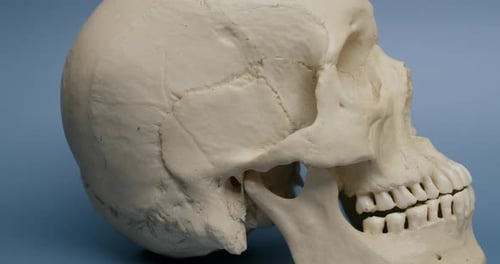 Slow Pan Across Side View of Human Skull