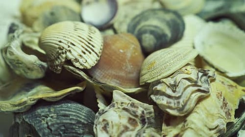 Close Up of Assorted Seashells on a Beach