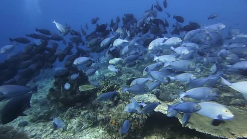 A school of blue surgeon fish swimming above a coral reef, with giant trevallies between them