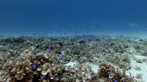 coral reef