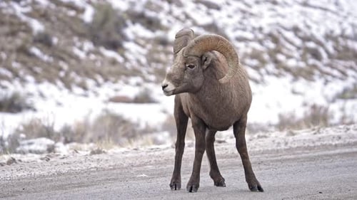 Bighorn sheep ram standing in road licking at is lightly snows