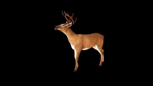 Deer Looking Around