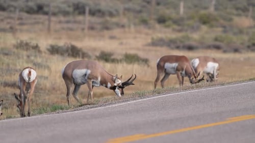Pronghorn grazing on the side of the road in Wyoming