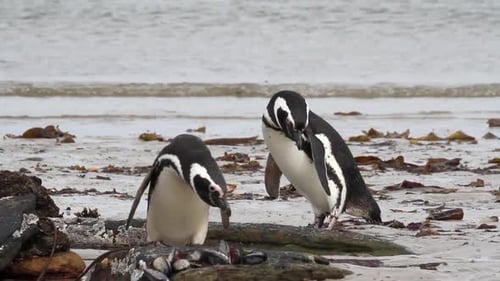 Magellanic penguins on the beach