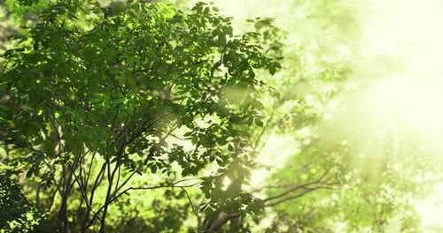 Sunlight Filtering Through Vibrant Green Leaves in a Lush Forest