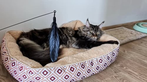 Maine Coon Cat Breed Resting On Its Bed. Zoom In Shot