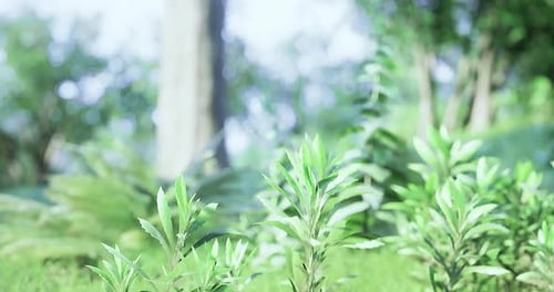 Lush Green Plants Emerging in a Vibrant Forest Setting During Daylight Hours