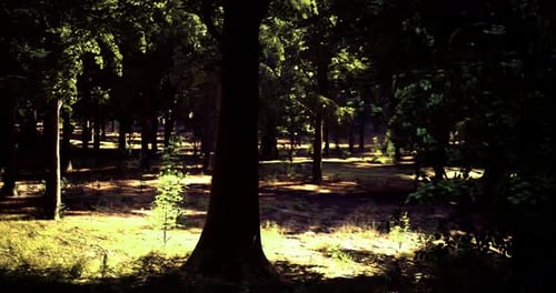 Sunlight Filters Through Trees in a Serene Forest Setting During Daytime